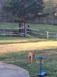 Found/Stray Unknown Dog last seen Near Old McElhaney Road, Greenville, SC 29617
