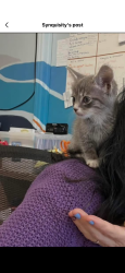 Lost Male Cat last seen Riverview dr, Asheville, NC 28806