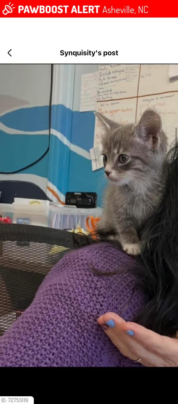 Lost Male Cat last seen Riverview dr, Asheville, NC 28806