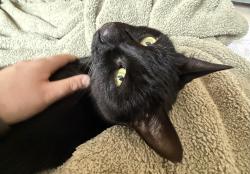 Lost Female Cat last seen s monte cristo, Las Vegas, NV 89113