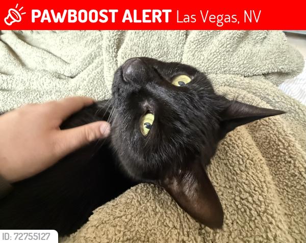 Lost Female Cat last seen s monte cristo, Las Vegas, NV 89113