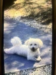 Lost Male Dog last seen Near Angela dr, Orlando, FL 32817