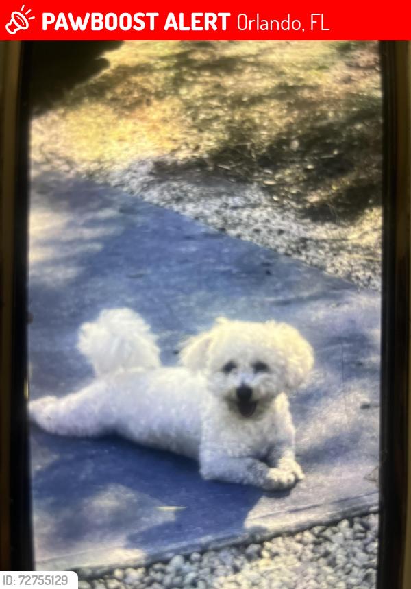 Lost Male Dog last seen Near Angela dr, Orlando, FL 32817