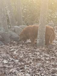 Found/Stray Unknown Dog last seen In the Nagog Woods village , Acton, MA 01718