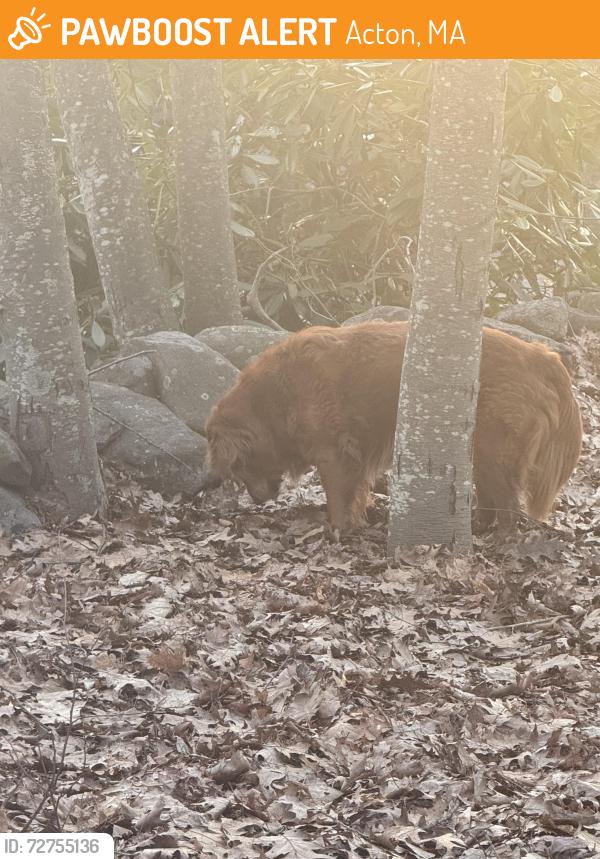 Found/Stray Unknown Dog last seen In the Nagog Woods village , Acton, MA 01718