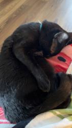 Lost Female Cat last seen riverchase dermatology, North Naples, FL 34110