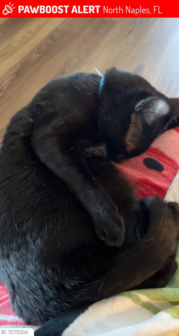 Lost Female Cat last seen riverchase dermatology, North Naples, FL 34110