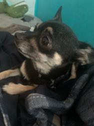 Lost Female Dog last seen Broadway and pinewood , West Palm Beach, FL 33407