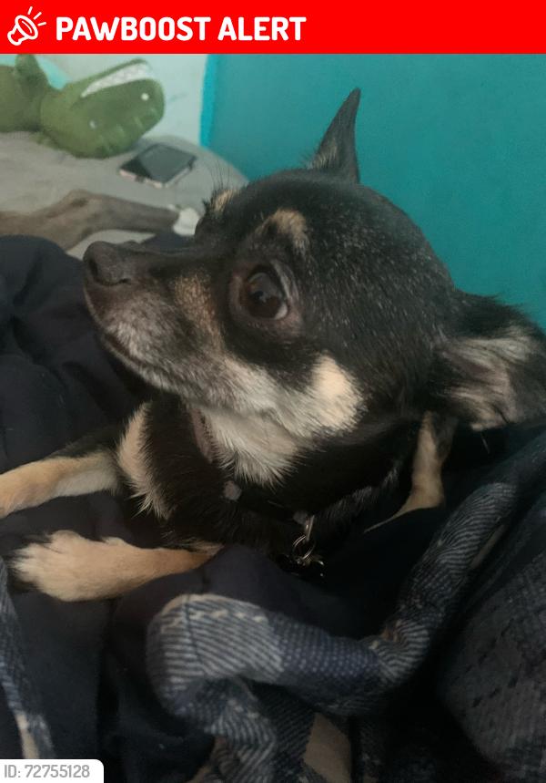 Lost Female Dog last seen Broadway and pinewood , West Palm Beach, FL 33407