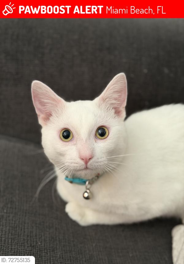 Lost Male Cat last seen Allison’s Park, Miami Beach, FL 33141