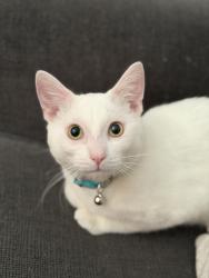 Lost Male Cat last seen Allison’s Park, Miami Beach, FL 33141