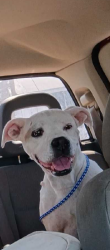 Lost Female Dog last seen Boxer with tan at the corner of her right eye , Alexander County, NC 28636