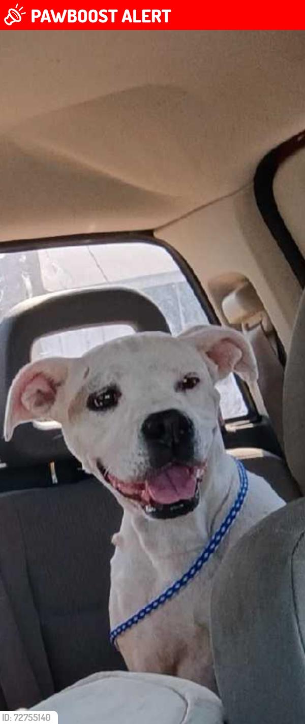 Lost Female Dog last seen Boxer with tan at the corner of her right eye , Alexander County, NC 28636
