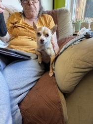 Found/Stray Male Dog last seen Blaine and Franklin, Missoula, MT 59801