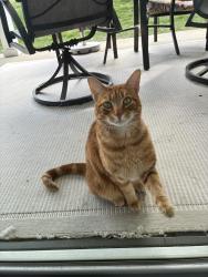 Found/Stray Unknown Cat last seen Magnolia Lakes Community, Chester, VA 23831