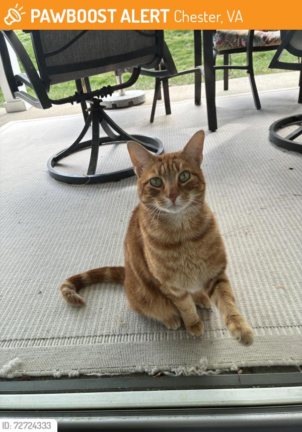 Found/Stray Unknown Cat last seen Magnolia Lakes Community, Chester, VA 23831
