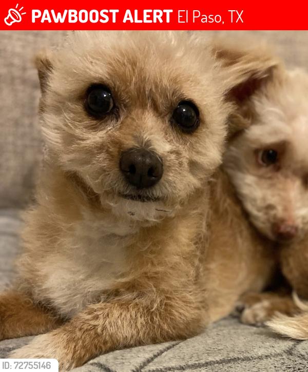 Lost Female Dog last seen RC Poe, El Paso, TX 79938