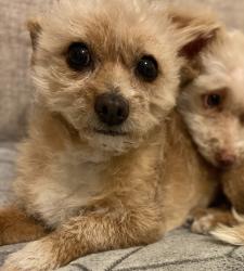 Lost Female Dog last seen RC Poe, El Paso, TX 79938