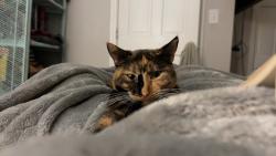 Lost Female Cat last seen Parsons avenue, Columbus, OH 43207