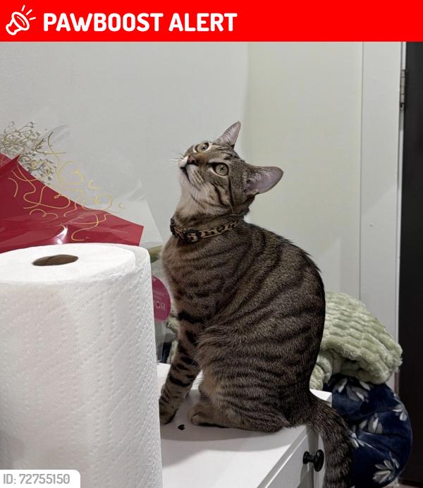 Lost Male Cat last seen Red clover Ln, Gwinnett County, GA 30017