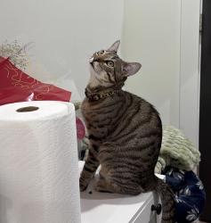 Lost Male Cat last seen Red clover Ln, Gwinnett County, GA 30017