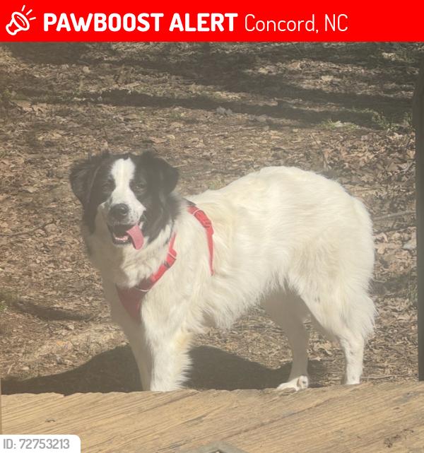 Lost Female Dog last seen Goodman Circle NE and Forestdale St near the woods by the interstate, Concord, NC 28025