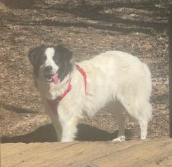 Lost Female Dog last seen Goodman Circle NE and Forestdale St near the woods by the interstate, Concord, NC 28025