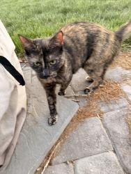 Found/Stray Unknown Cat last seen Rolling Spring Dr, Midlothian, VA 23114