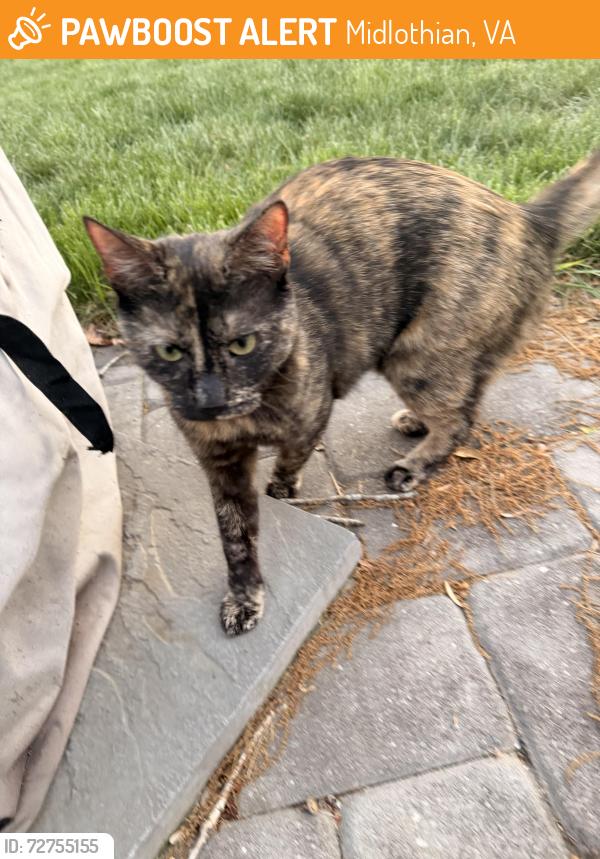 Found/Stray Unknown Cat last seen Rolling Spring Dr, Midlothian, VA 23114