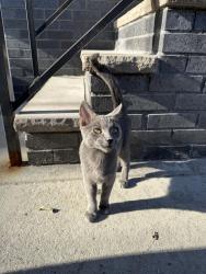 Found/Stray Male Cat last seen Girard College, Philadelphia, PA 19121
