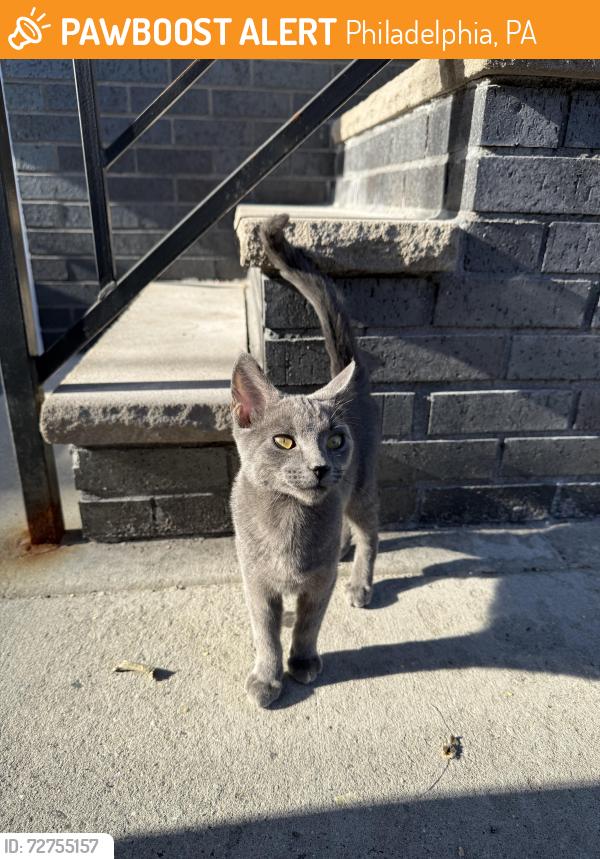 Found/Stray Male Cat last seen Girard College, Philadelphia, PA 19121