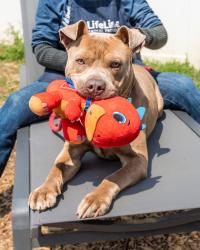 Shelter Stray Male Dog last seen Near Miriam Lane Decatur, 30032,, 30032, GA, Atlanta, GA 30341