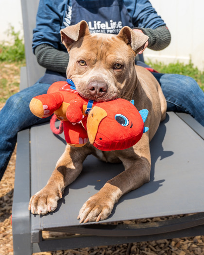 Shelter Stray Male Dog last seen Near Miriam Lane Decatur, 30032,, 30032, GA, Atlanta, GA 30341