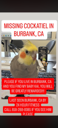 Lost Male Bird last seen Victory street burbank, Burbank, CA 91502