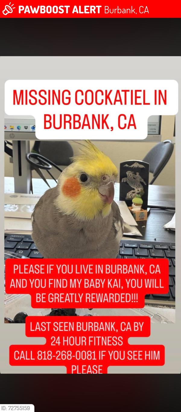 Lost Male Bird last seen Victory street burbank, Burbank, CA 91502