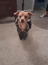 Lost Male Dog last seen Top of the hill tavern , Portland, OR 97220
