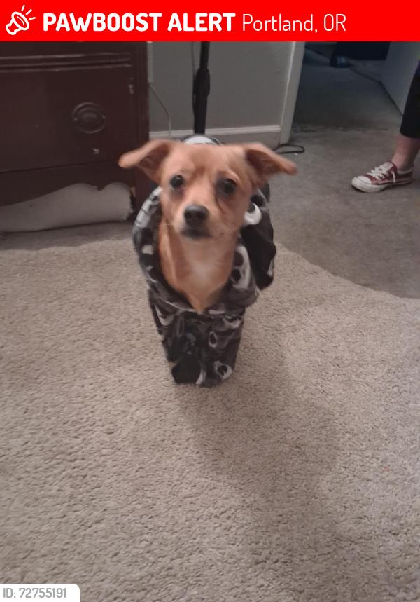 Lost Male Dog last seen Top of the hill tavern , Portland, OR 97220