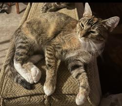 Lost Female Cat last seen Banks Road, Pickens County, SC 29640
