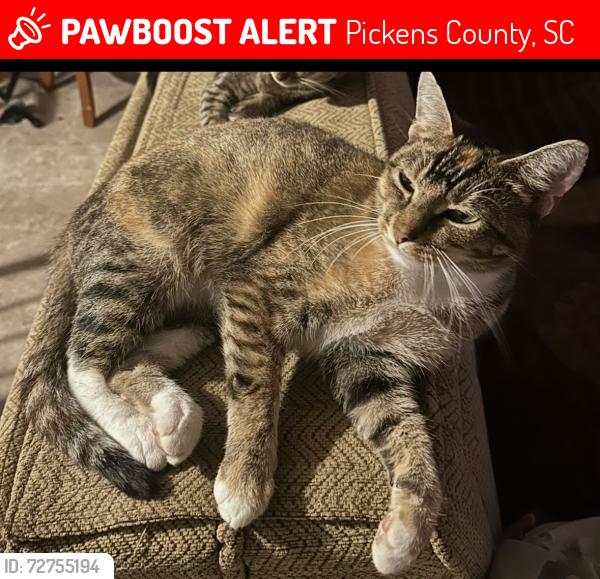 Lost Female Cat last seen Banks Road, Pickens County, SC 29640