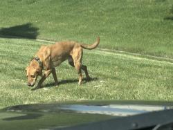 Found/Stray Unknown Dog last seen Harold Gatty Dr & 5600 W, Salt Lake City, UT 84116