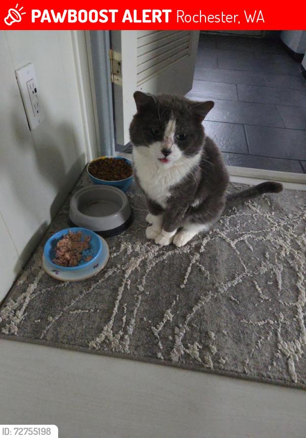 Lost Male Cat last seen Around  183rd and Applegate st, Rochester, WA 98579