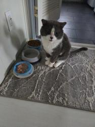 Lost Male Cat last seen Around  183rd and Applegate st, Rochester, WA 98579