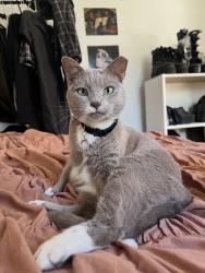 Lost Female Cat last seen Bee Ridge Rd. and Lorraine Rd. , Sarasota, FL 34240