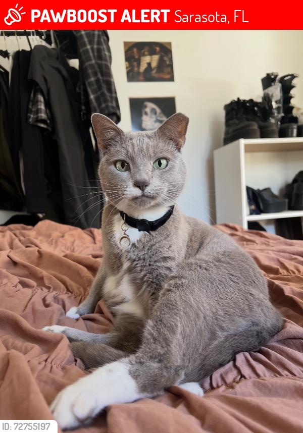 Lost Female Cat last seen Bee Ridge Rd. and Lorraine Rd. , Sarasota, FL 34240