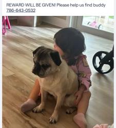 Lost Male Dog last seen Linwood going east towards westward , Miami Springs, FL 33010