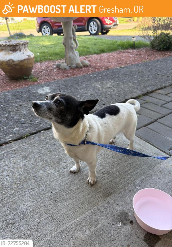 Found/Stray Male Dog last seen Gresham High School, Gresham, OR 97030