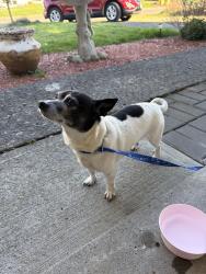 Found/Stray Male Dog last seen Gresham High School, Gresham, OR 97030