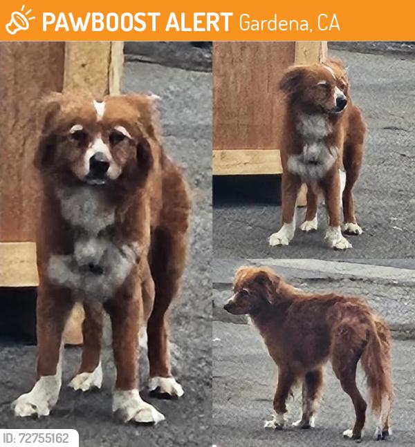 Found/Stray Unknown Dog last seen Rosecrans Ave + Figueroa St., Gardena, CA 90248