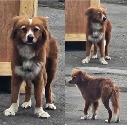 Found/Stray Unknown Dog last seen Rosecrans Ave + Figueroa St., Gardena, CA 90248