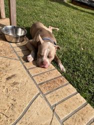 Found/Stray Male Dog last seen HCA Hospital on Huffmeister near Oak Cliff, Houston, TX 77429